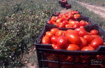 فروش گوجه فرنگی