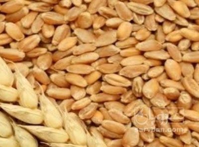 فروش گندم