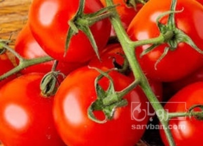 فروش گوجه فرنگی