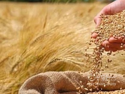 فروش گندم