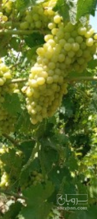 فروش انگور