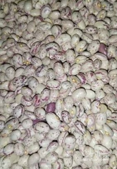 فروش لوبیا چیتی