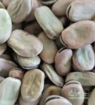 فروش باقلا بذری