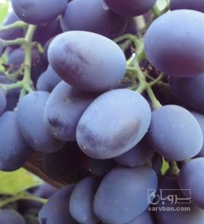 فروش انگور شانی