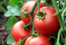 فروش گوجه فرنگی