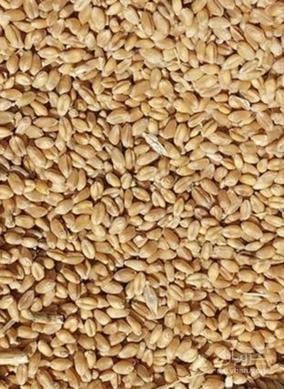 فروش گندم
