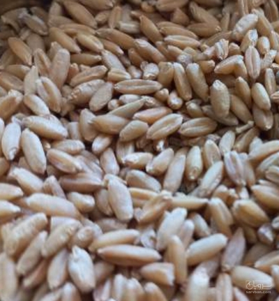 فروش گندم