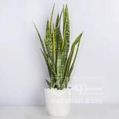 فروش گل سانسوریا 