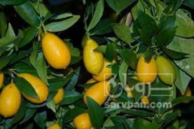 فروش لایم کوات