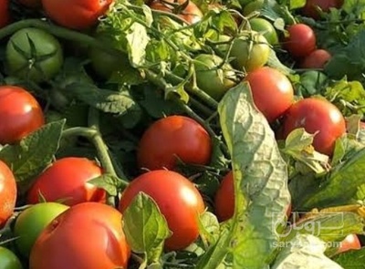 فروش گوجه فرنگی