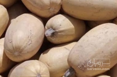 فروش کدو اجیلی