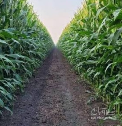 فروش چاپر ذرت - سیلاژ ذرت