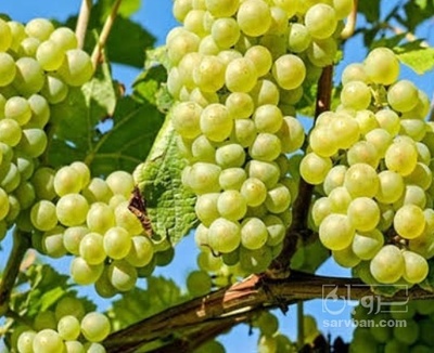 فروش انگور