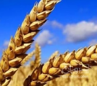 فروش گندم