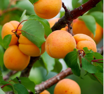 فروش زردآلو