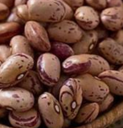 فروش لوبیا چیتی