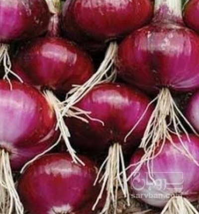 فروش پیاز قرمز