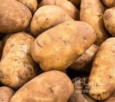 فروش سیب زمینی بامبا