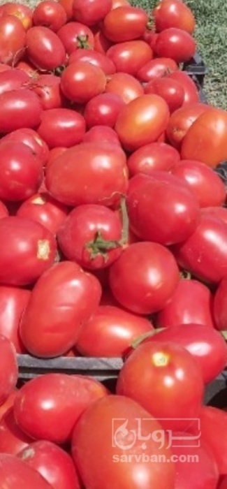 فروش گوجه فرنگی