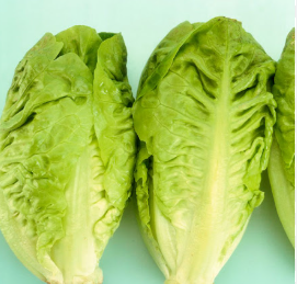 فروش کاهو ایرانی - رومانو