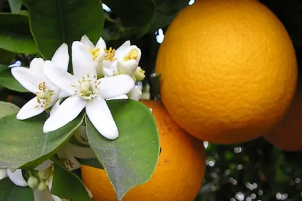 فروش پرتقال