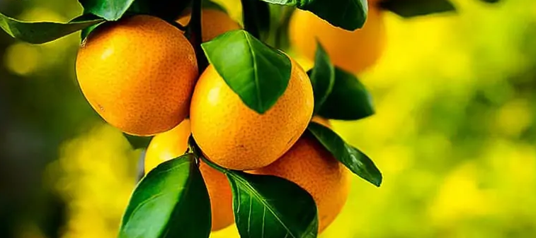 فروش نارنگی