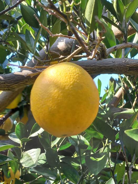 فروش پرتقال