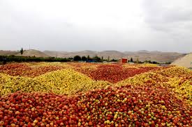 فروش سیب ضایعاتی