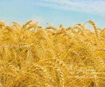 فروش گندم