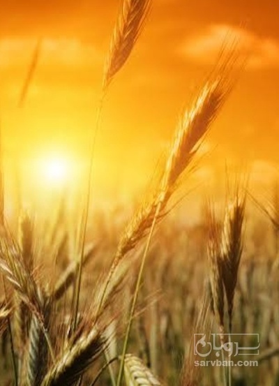 فروش گندم
