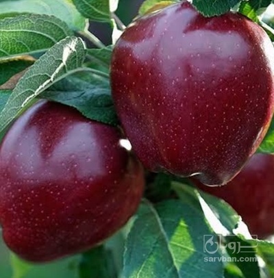 فروش سیب قرمز