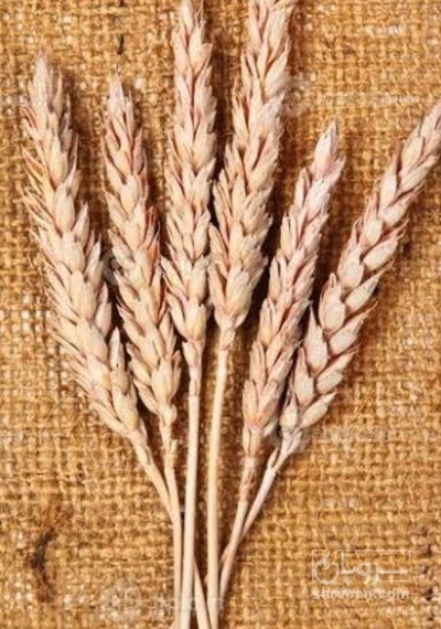 فروش گندم