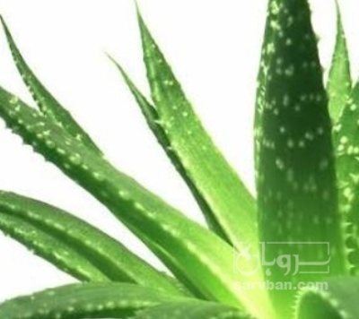 فروش آلوئه ورا (گیاه‌ دارویی)