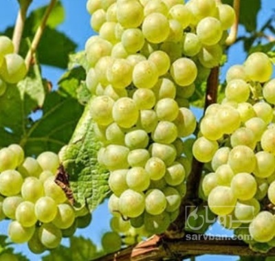 فروش انگور