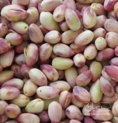 فروش پسته اکبری تر