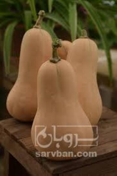 فروش کدو حلوایی