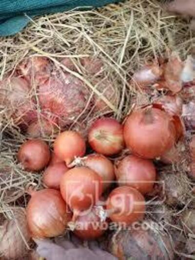 فروش پیازطلایی