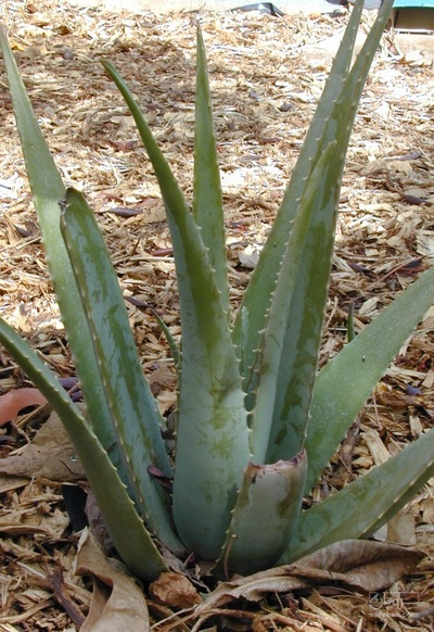 فروش آلوئه ورا (گیاه‌ دارویی)