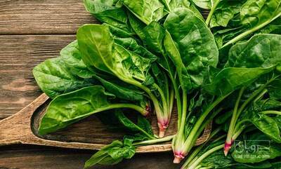 فروش اسفناج