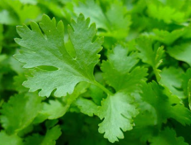 فروش جعفری تازه