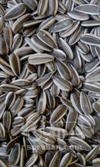 فروش تخمه آفتابگردان