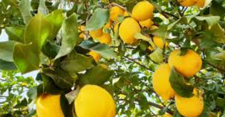 فروش لیمو ترش