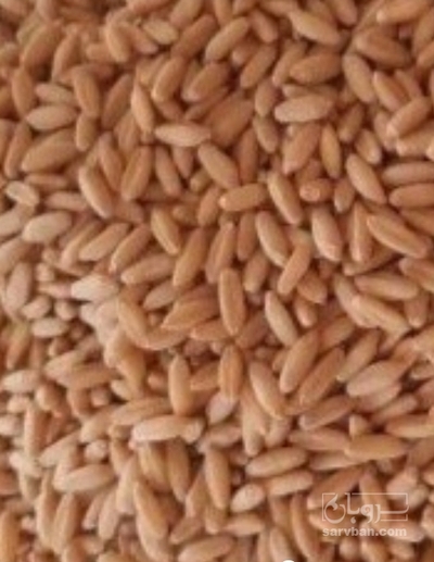 فروش گندم