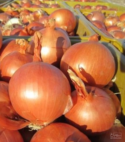 فروش پیاز