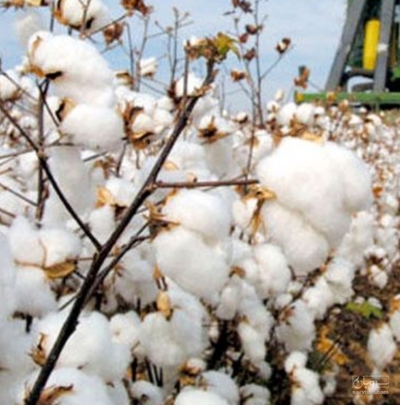 فروش پنبه