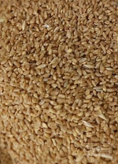 فروش گندم