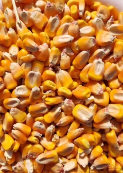 فروش چاپر ذرت - سیلاژ ذرت