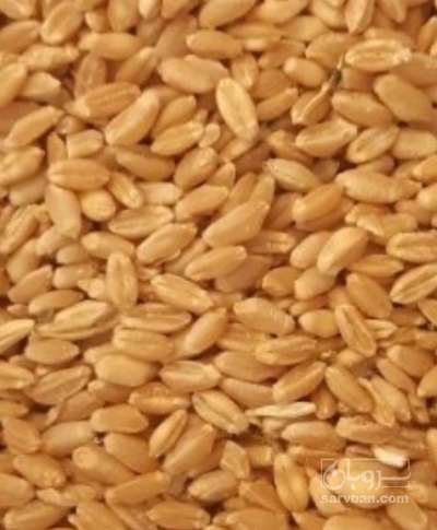 فروش گندم
