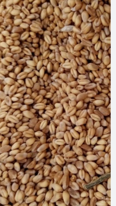 فروش گندم