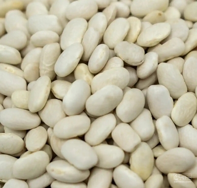 فروش لوبیا سفید
